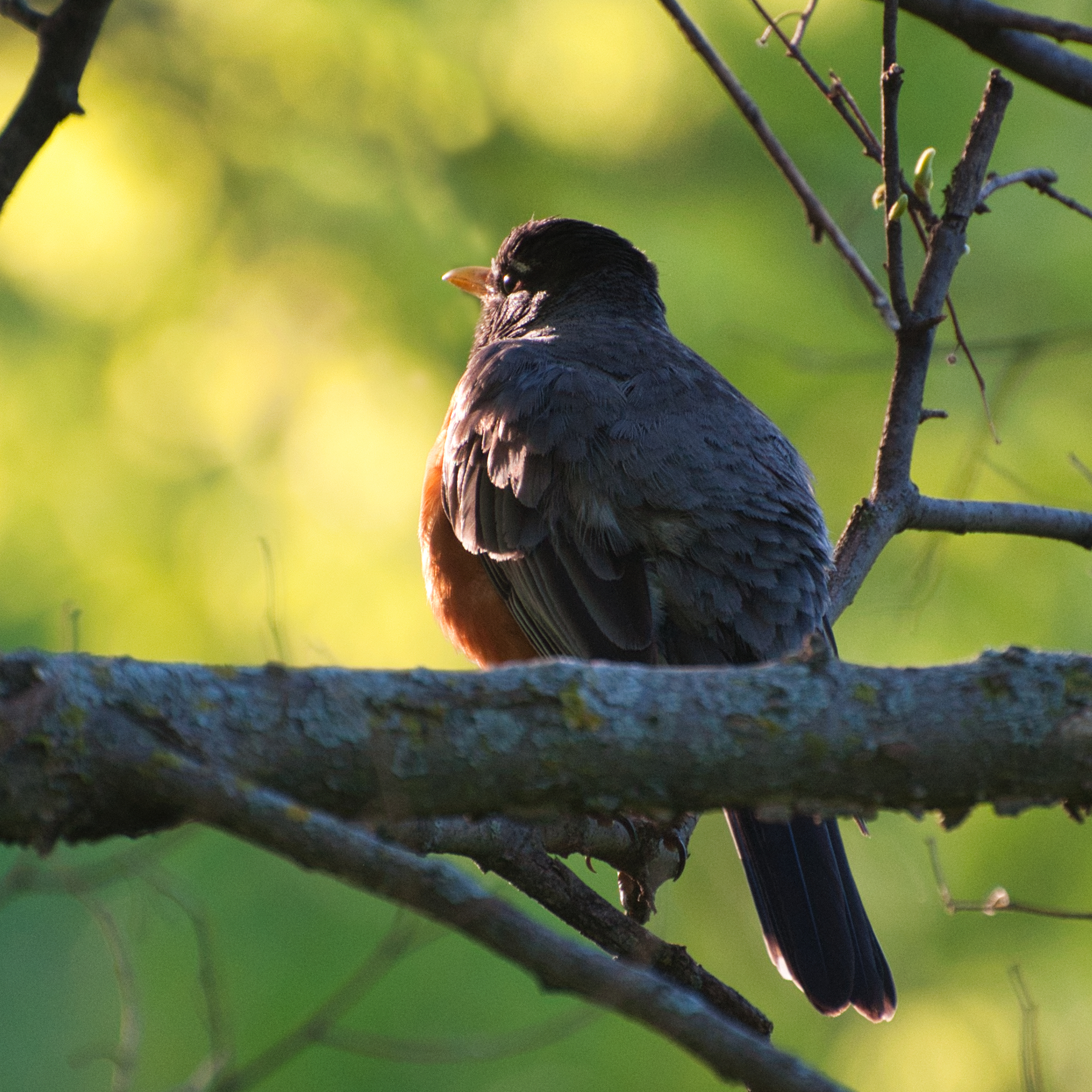 a plump robin looks thoughtfully into the distance with the sun on its face