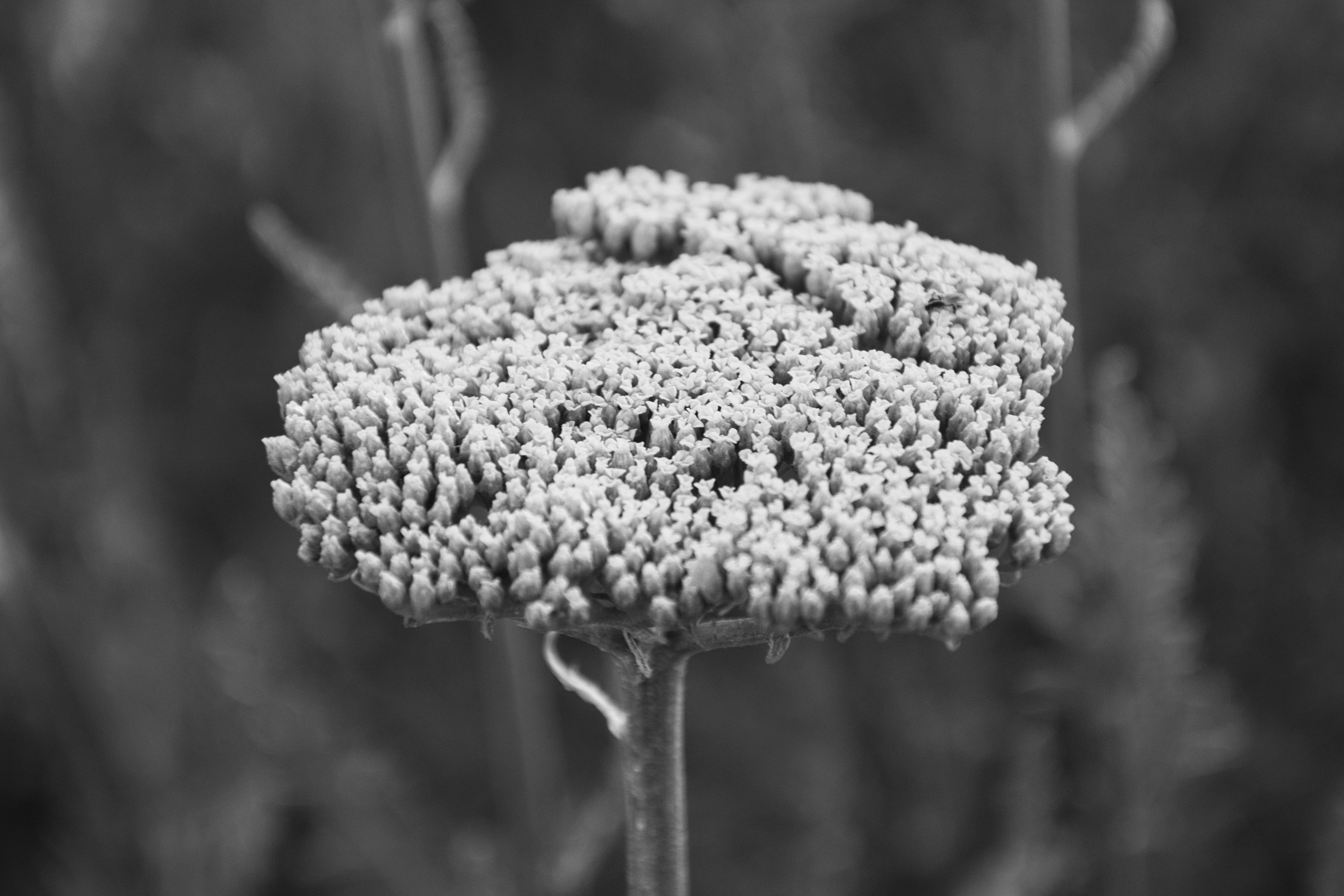 black and white close up of a yarrow bloom
