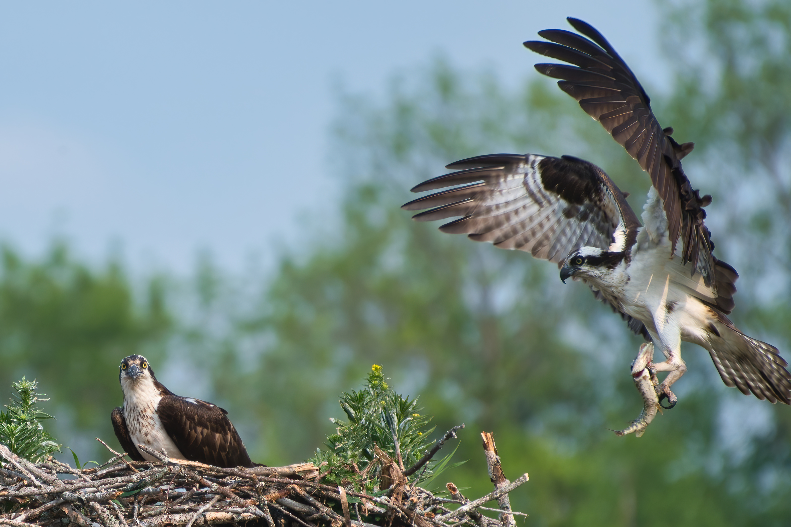 an osprey delivers a fish to the nest as his mate looks at the camera