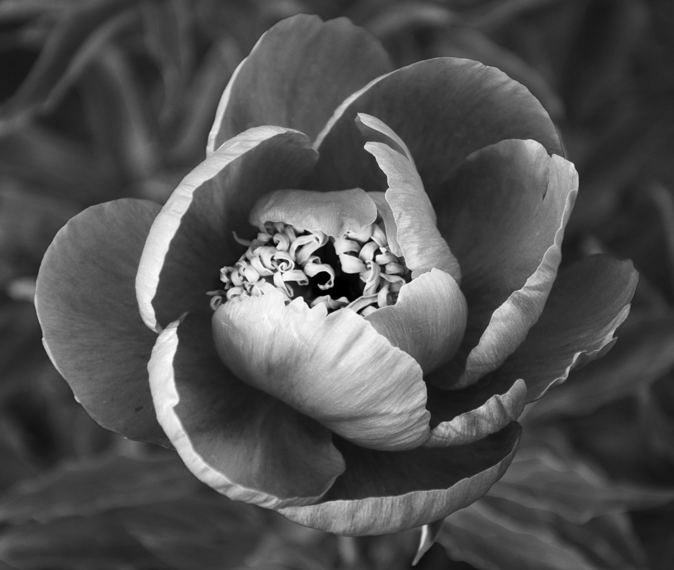 black and white up close photo of a peony bloom