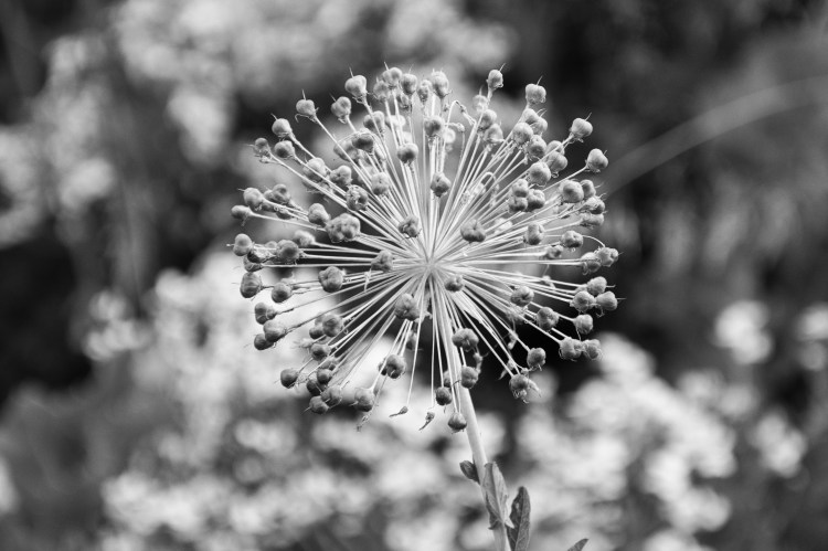 a circular flower seed pod exploding like a big round firework