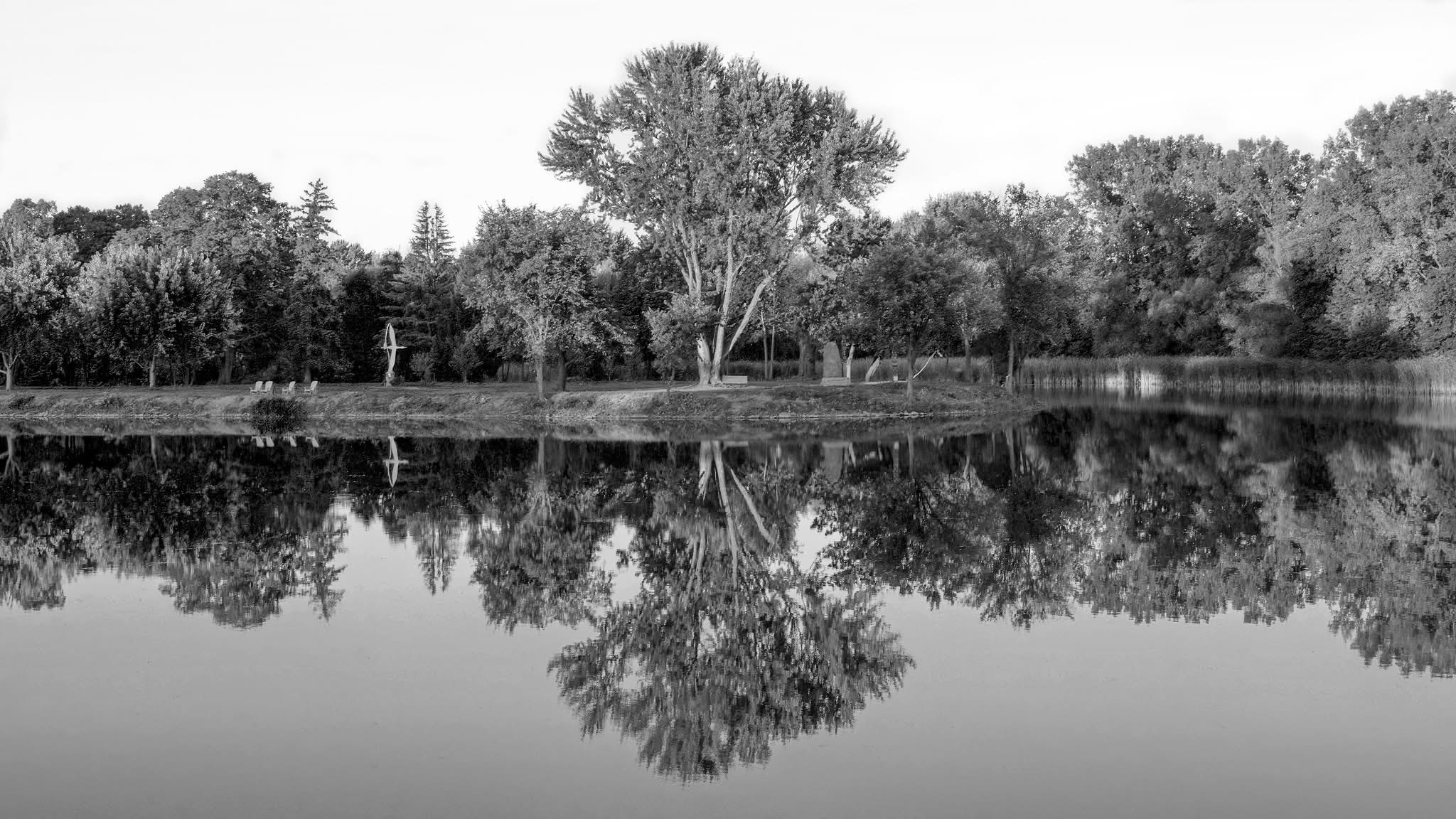 a tree reflects on still water